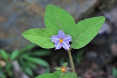 Solanum hapalum