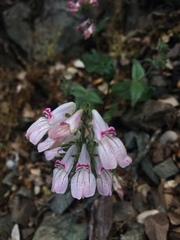 Collinsia tinctoria