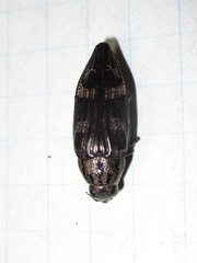 Buprestis consularis