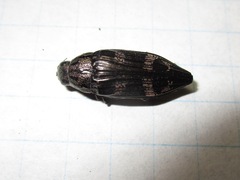 Buprestis consularis