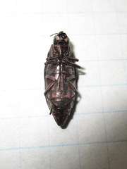 Buprestis consularis