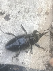 Sphenophorus pertinax