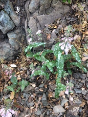 Collinsia tinctoria
