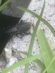 Sphenophorus pertinax