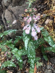 Collinsia tinctoria