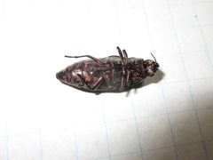 Buprestis consularis