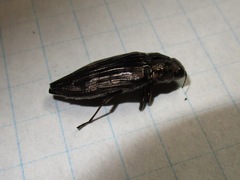 Buprestis consularis