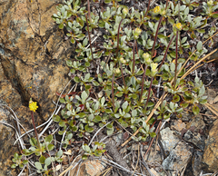 Eriogonum libertini