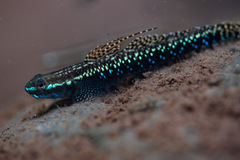 Stiphodon elegans
