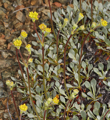 Eriogonum libertini