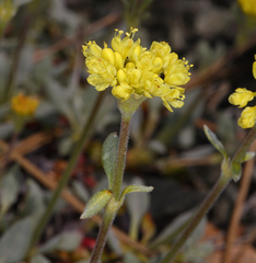 Eriogonum libertini