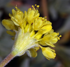 Eriogonum libertini