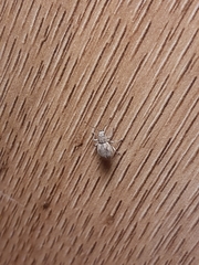 Calomycterus setarius