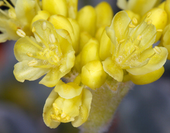 Eriogonum libertini