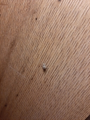 Calomycterus setarius