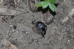 Canthon pilularius