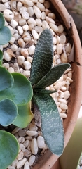 Gasteria carinata