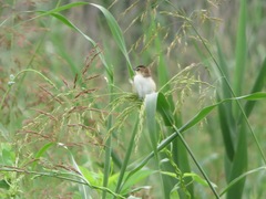 Cisticola juncidis