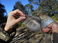 Catharus occidentalis