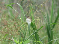 Cisticola juncidis