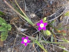 Zeltnera muehlenbergii