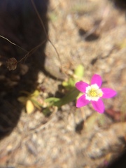 Zeltnera muehlenbergii