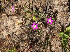 Zeltnera muehlenbergii