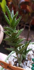 Aloe juvenna
