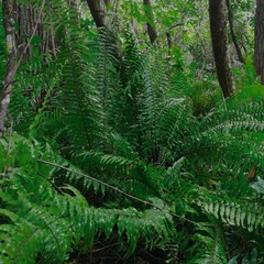 Nephrolepis biserrata