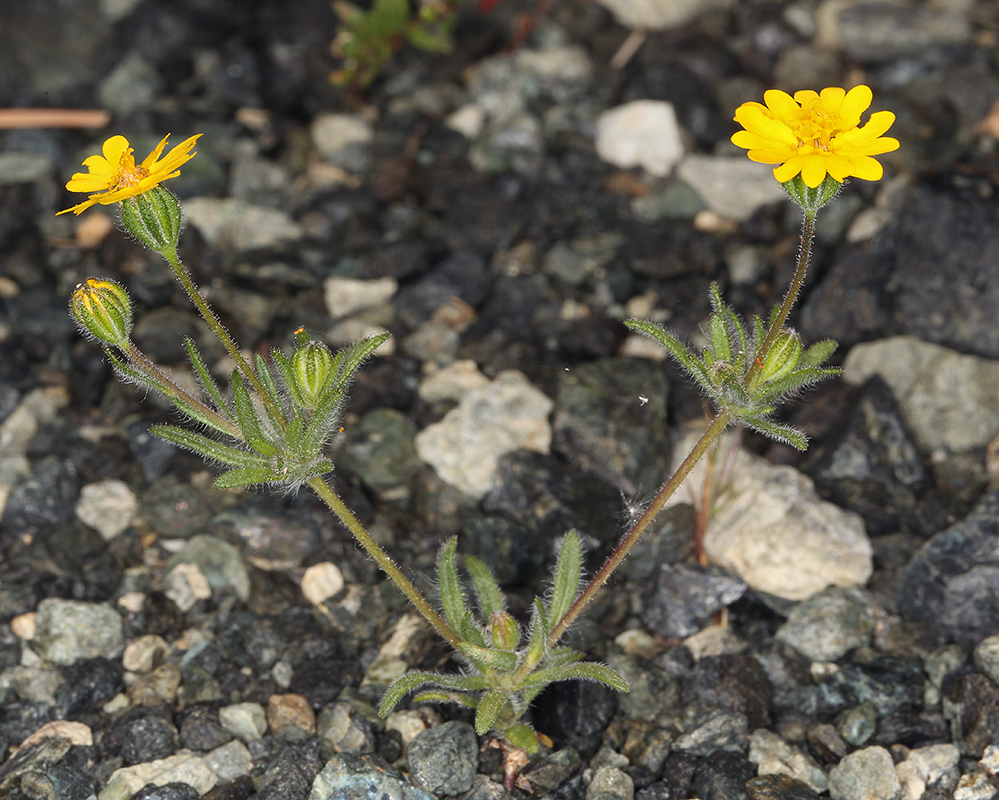 Stebbins' tarweed