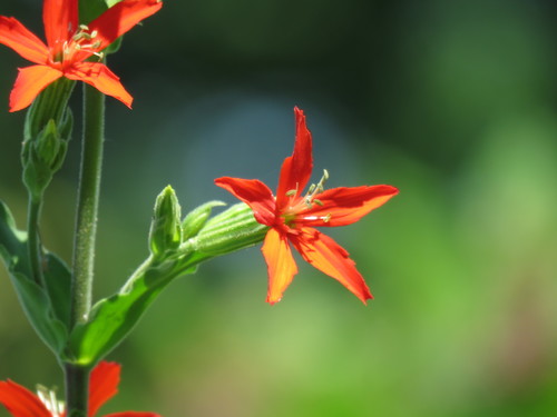 Silene regia
