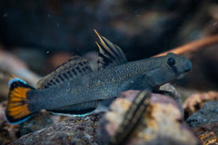 Sicyopterus lagocephalus