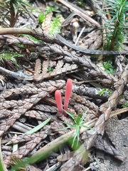 Clavaria rosea