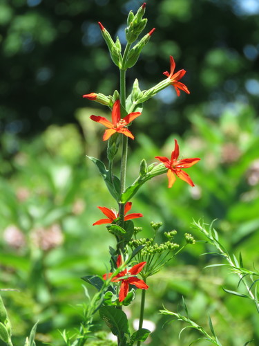 Silene regia