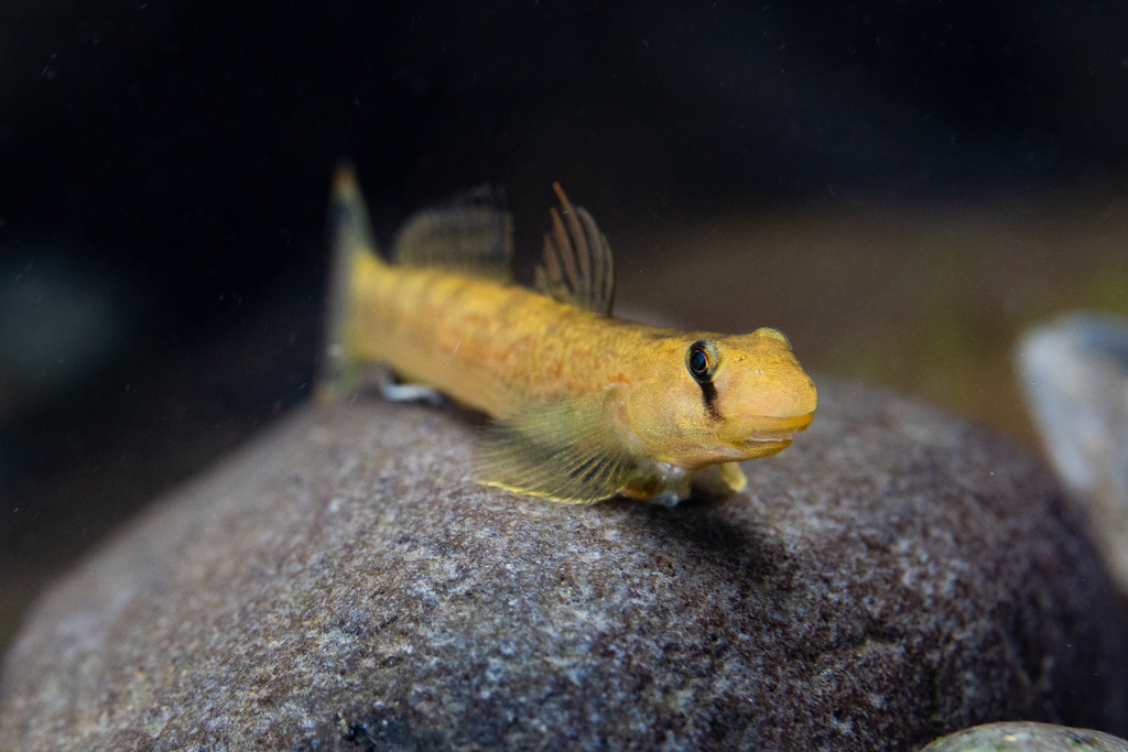 Blue Streamgoby from Turangi Tapere, Ngatangiia District, Cook Islands ...