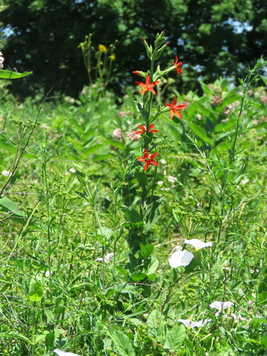 Silene regia