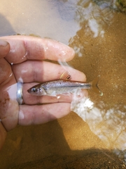 Cyprinella chloristia