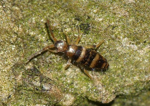 Willowsia platani