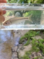 Cyprinella chloristia