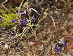Collinsia greenei