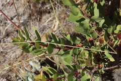 Arctostaphylos montereyensis