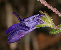 Collinsia greenei
