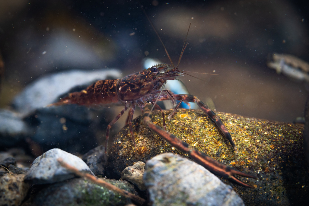 Noumea river prawn