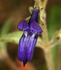 Collinsia greenei