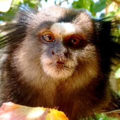 Callithrix penicillata