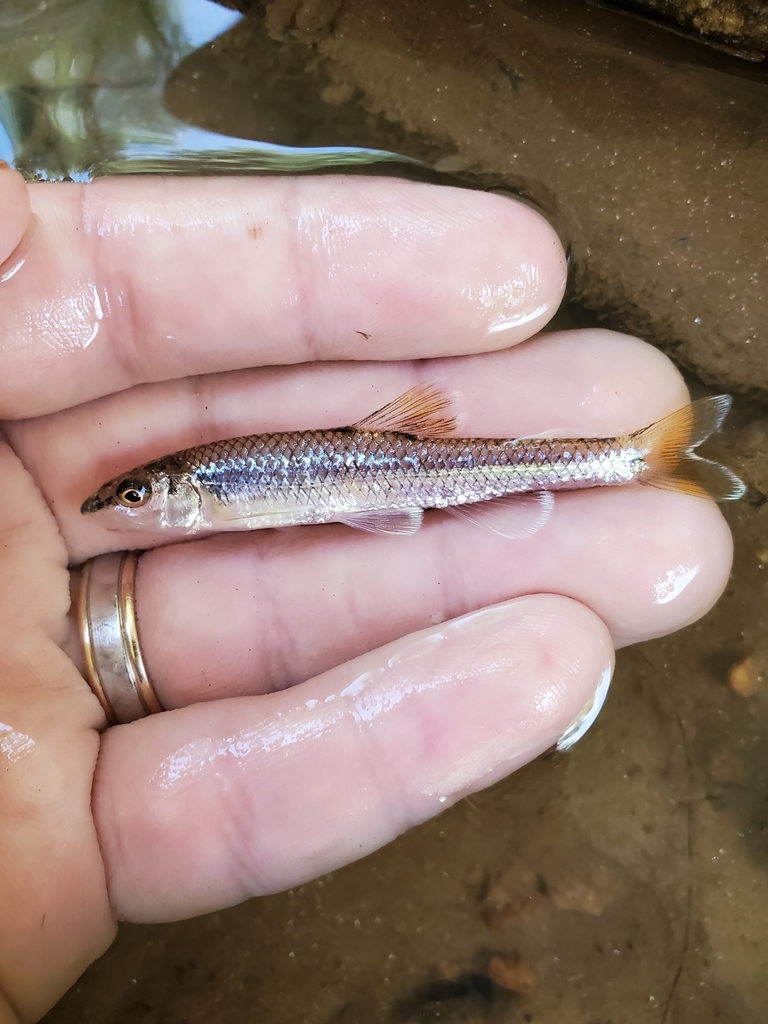 Santee Chub