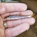 Santee Chub - Photo (c) nv_multispeciesfishing, some rights reserved (CC BY-NC), uploaded by nv_multispeciesfishing