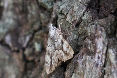 Catocala amica
