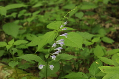 Scutellaria serrata