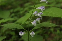 Scutellaria serrata